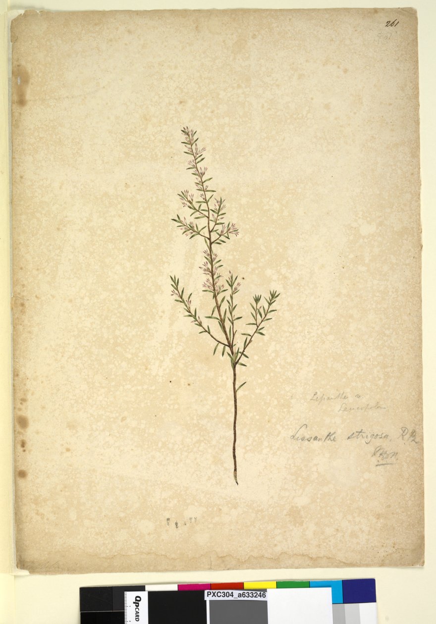 Side 261. Lissanthe strigosa, ca. 1803-06 (wc, penn, blekk og blyant) av John William Lewin