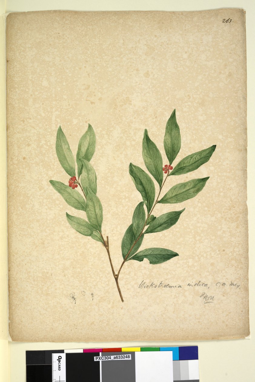 Side 263. Wikstroemia indica, ca. 1803-06 (wc, penn, blekk og blyant) av John William Lewin