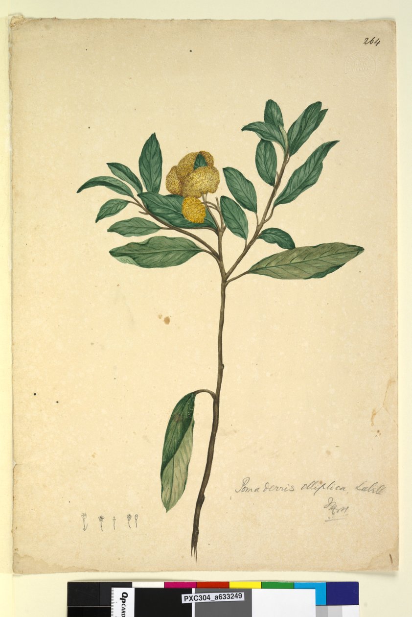 Side 264. Pomaderris elliptica, ca. 1803-06 (wc, penn, blekk og blyant) av John William Lewin