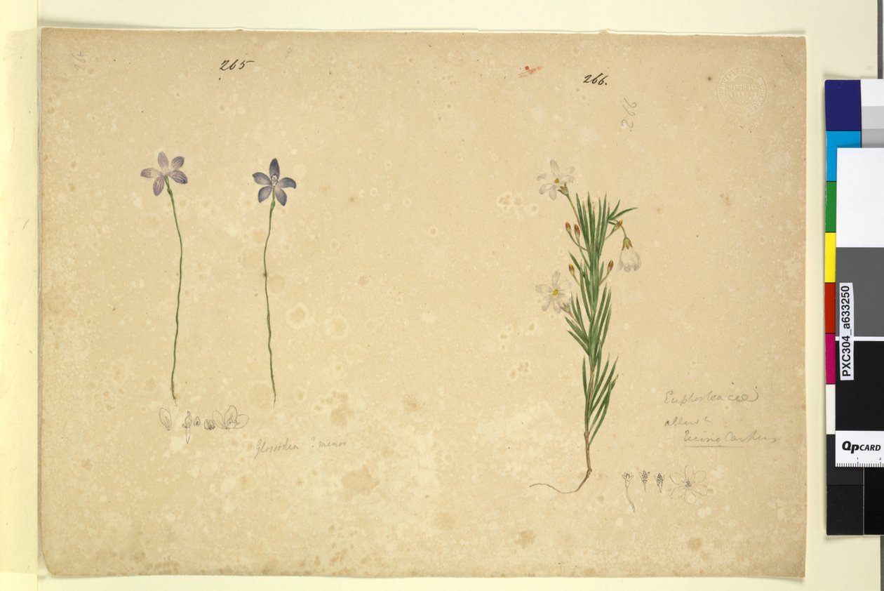 Side 265. Glossodia minor; 266. Ricinocarpus, ca. 1803-06 (wc, penn, blekk og blyant) av John William Lewin