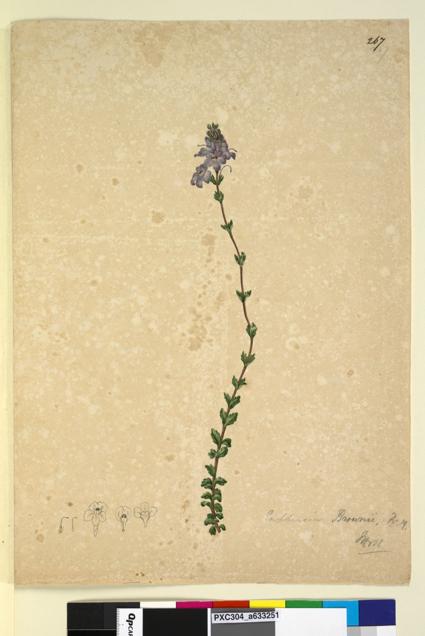 Side 267. Euphrasia brownii, ca. 1803-06 (wc, penn, blekk og blyant) av John William Lewin