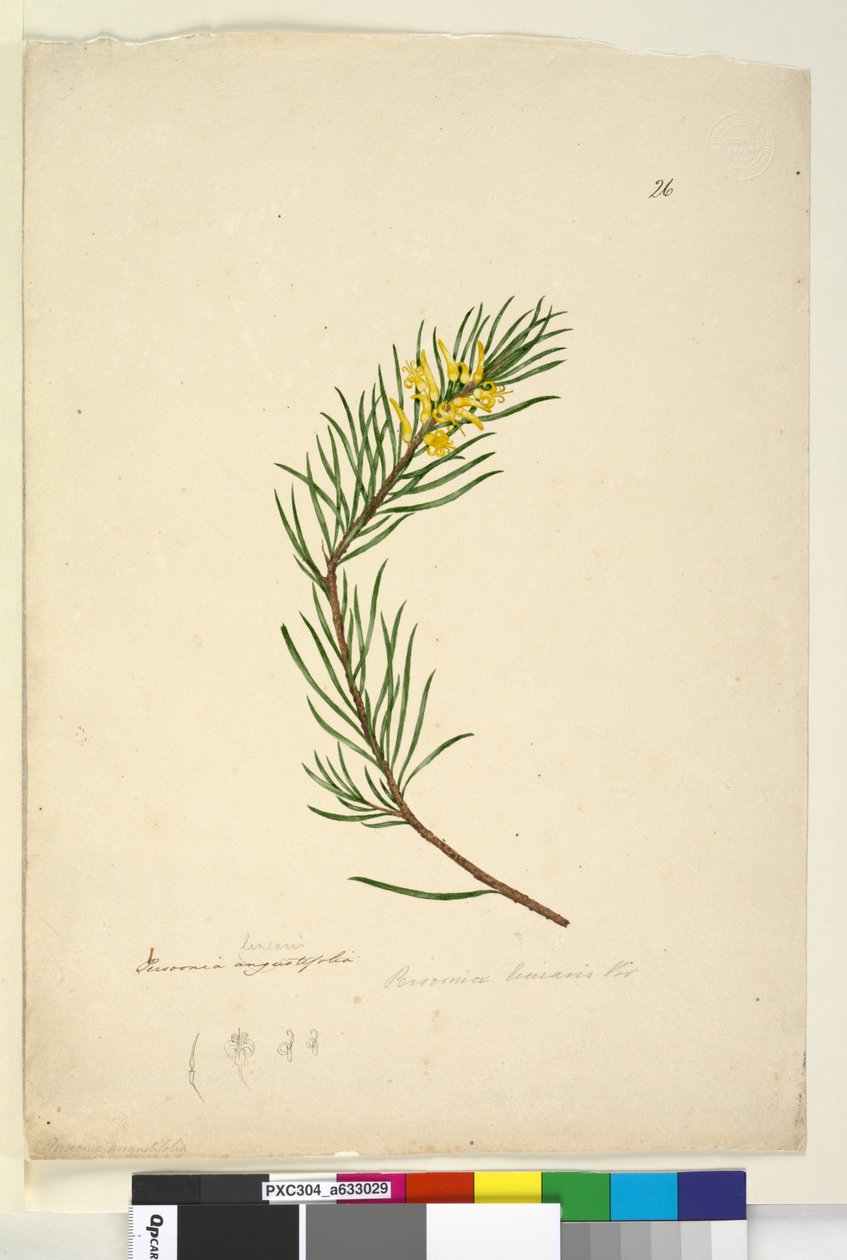 Side 26. Persoonia linearis, ca. 1803-06 (wc, penn, blekk og blyant) av John William Lewin