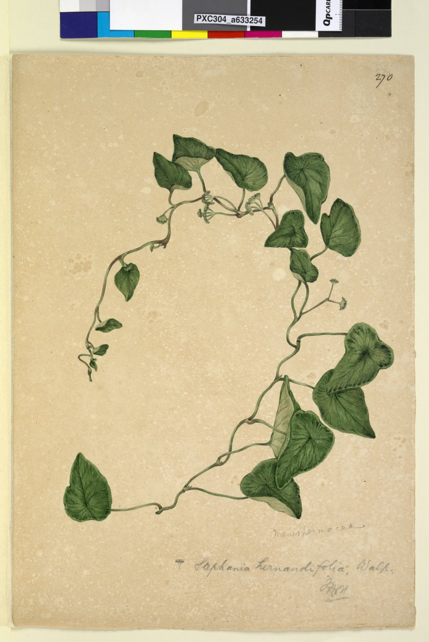Side 270. Stephania hernandiaefolia, ca. 1803-06 (wc, penn, blekk og blyant) av John William Lewin