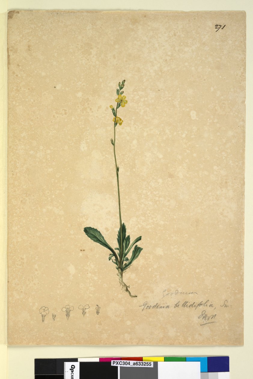 Side 271. Goodenia bellidifolia, ca. 1803-06 (wc, penn, blekk og blyant) av John William Lewin