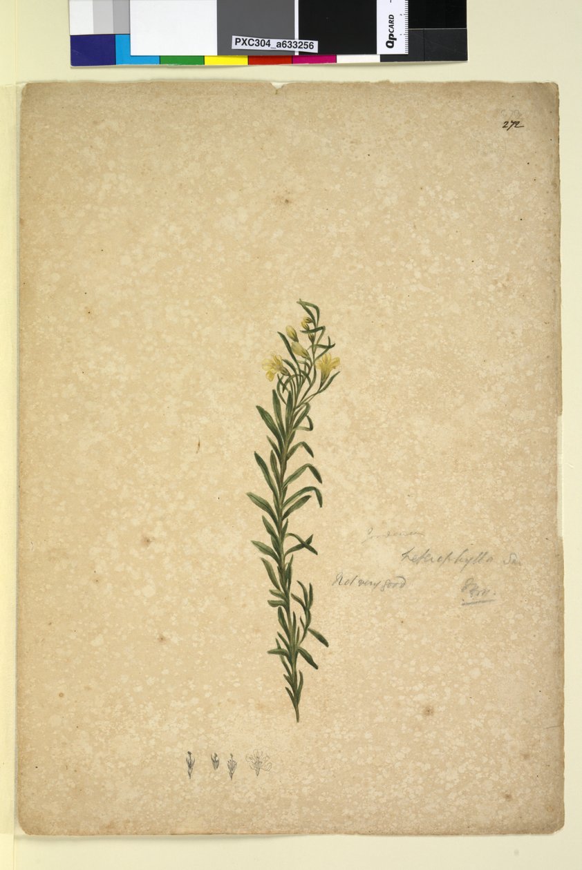 Side 272. Goodenia heterophylla, ca. 1803-06 (wc, penn, blekk og blyant) av John William Lewin