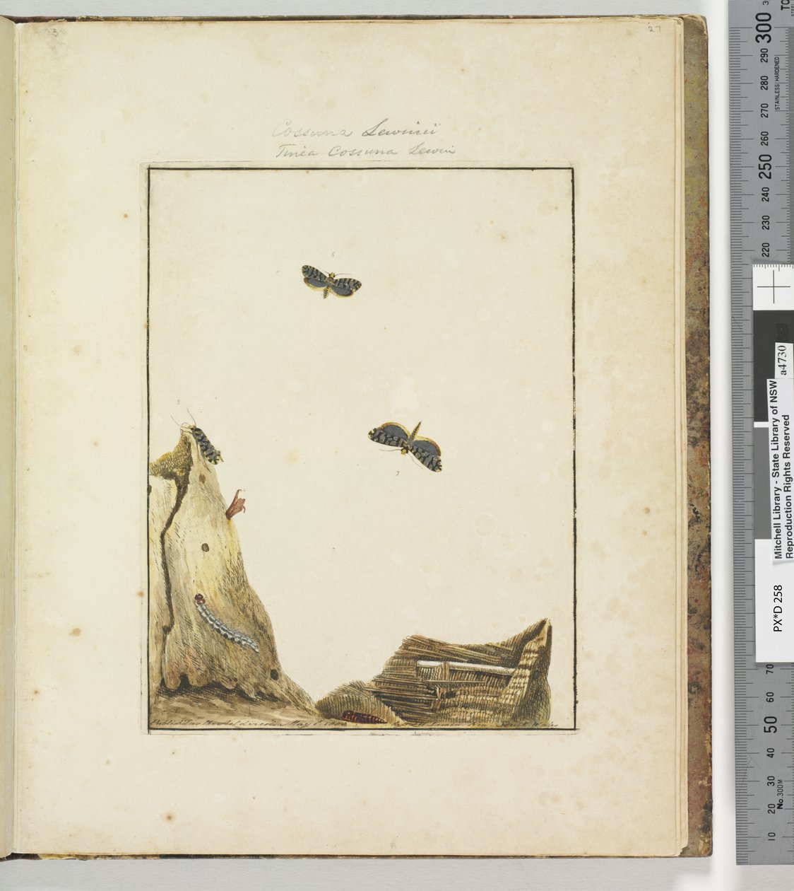 Side 27. Plate 7 Cossuna Lewinii Tinea Cossuna Lewin, 1803-04 (håndfargede etsetrykk) av John William Lewin