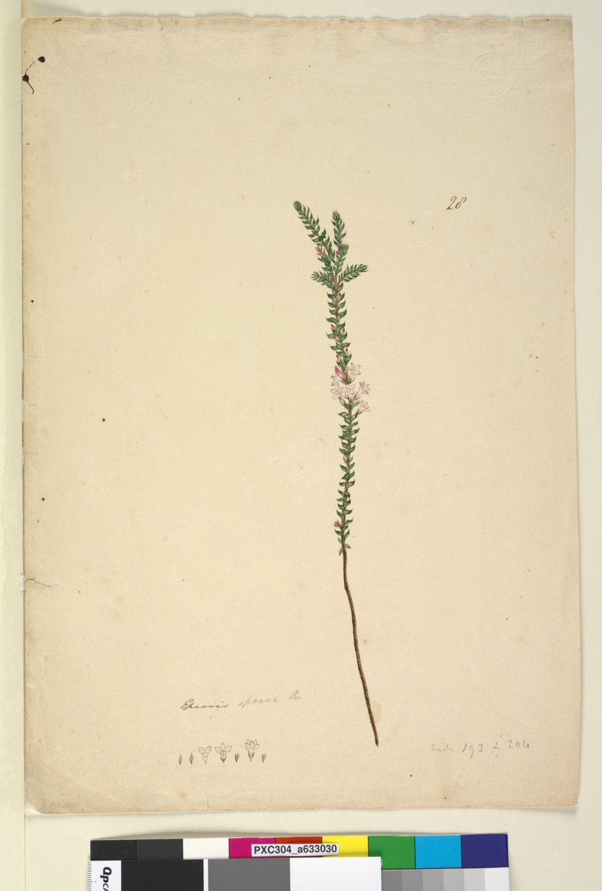 Side 28. Epacris sparsa, ca. 1803-06 (wc, penn, blekk og blyant) av John William Lewin