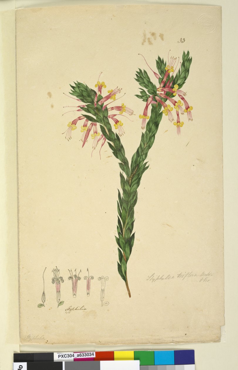Side 33. Styphelia triflora, ca. 1803-06 (wc, penn, blekk og blyant) av John William Lewin