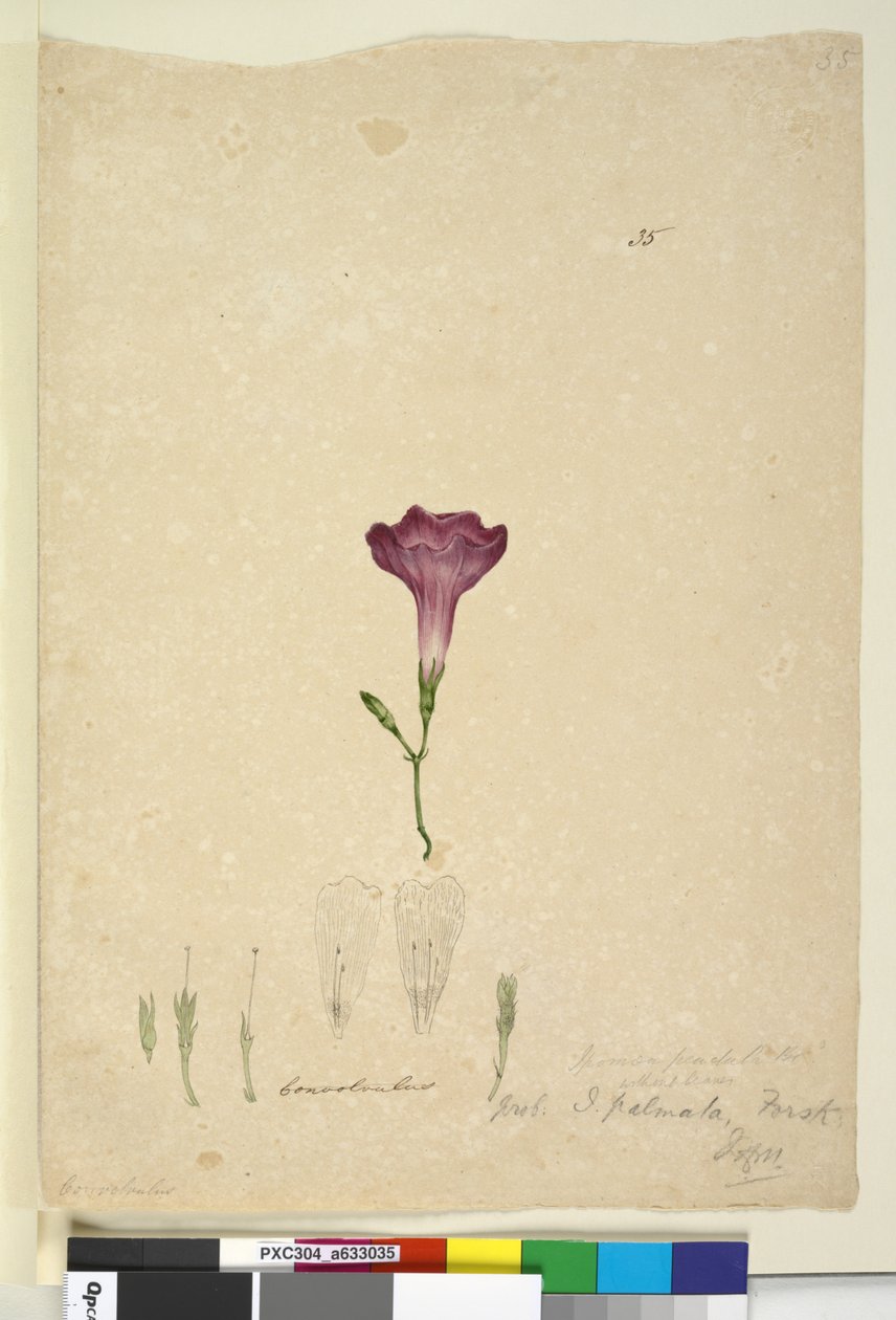 Side 35. Ipomoea palmata, ca. 1803-06 (wc, penn, blekk og blyant) av John William Lewin