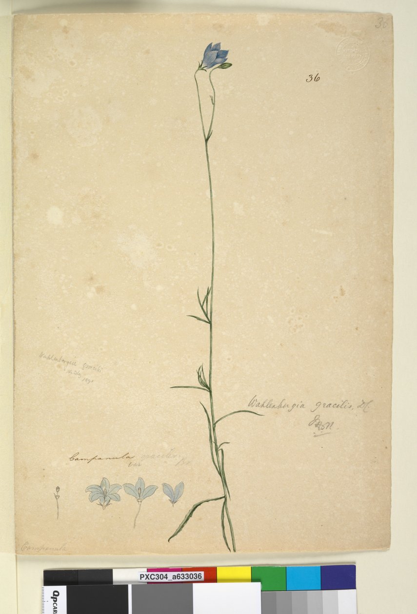 Side 36. Wahlenbergia gracilis, ca. 1803-06 (wc, penn, blekk og blyant) av John William Lewin