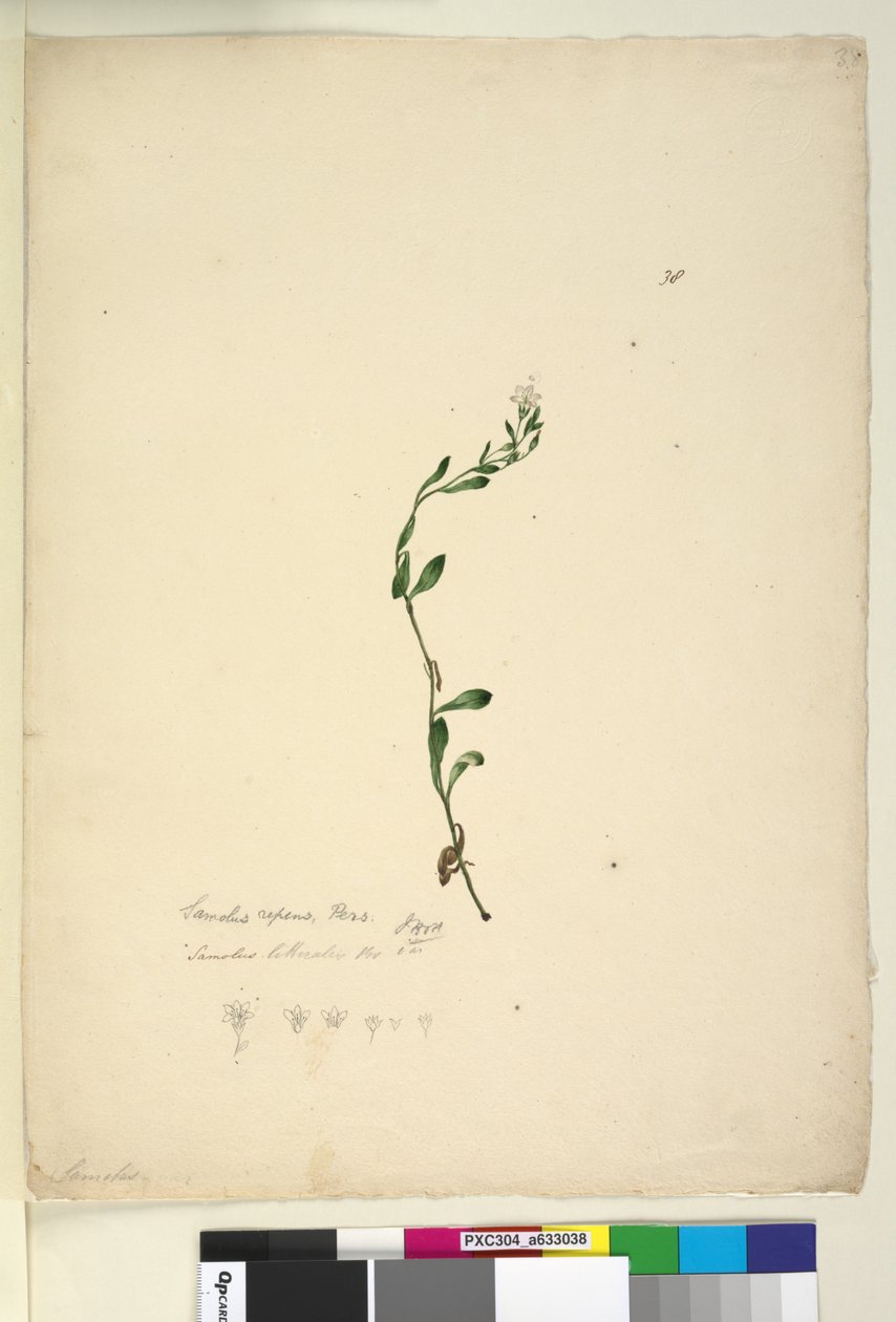 Side 38. Samolus repens, ca. 1803-06 (wc, penn, blekk og blyant) av John William Lewin