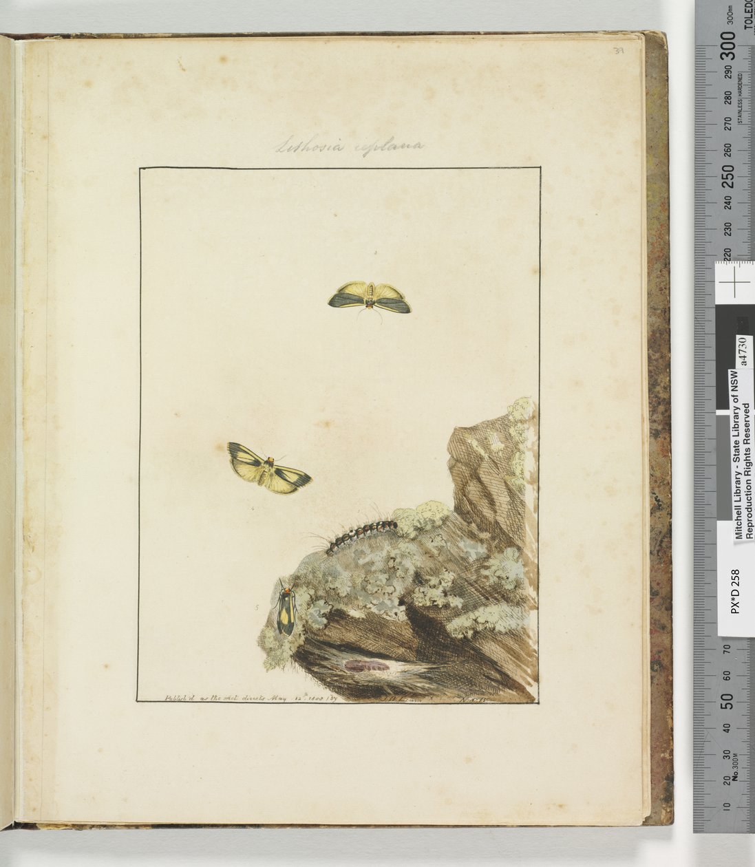 Side 39. Plate 10 Lithosa Replana, 1803-04 (håndfargede etsetrykk) av John William Lewin