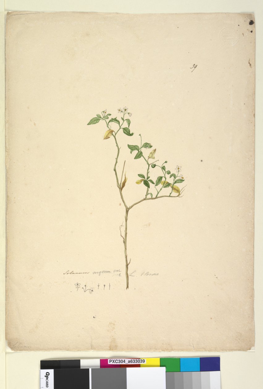 Side 39. Solanum nigrum, ca. 1803-06 (wc, penn, blekk og blyant) av John William Lewin
