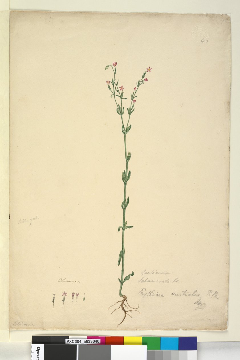 Side 40. Erythraea australis, ca. 1803-06 (wc, penn, blekk og blyant) av John William Lewin