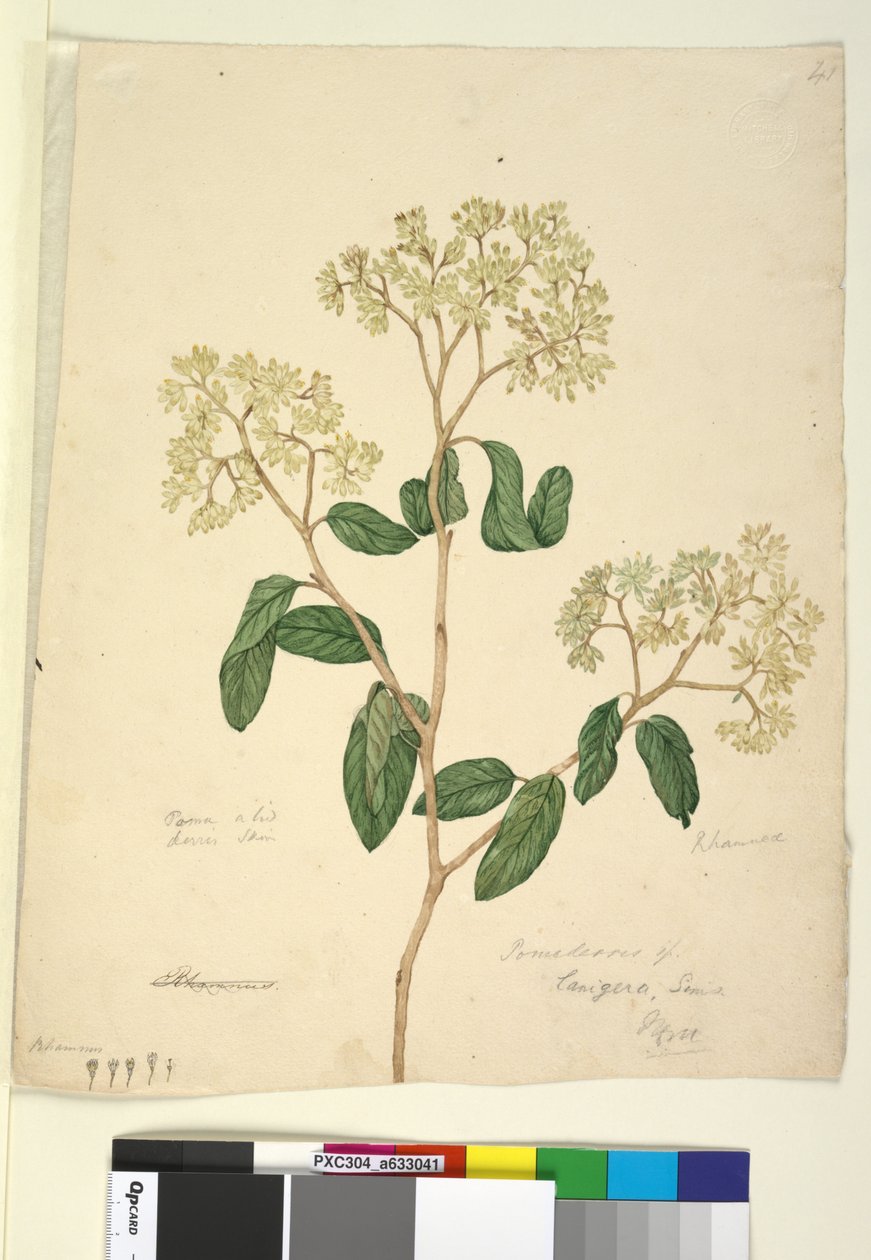 Side 41. Pomaderris lanigera, ca. 1803-06 (wc, penn, blekk og blyant) av John William Lewin