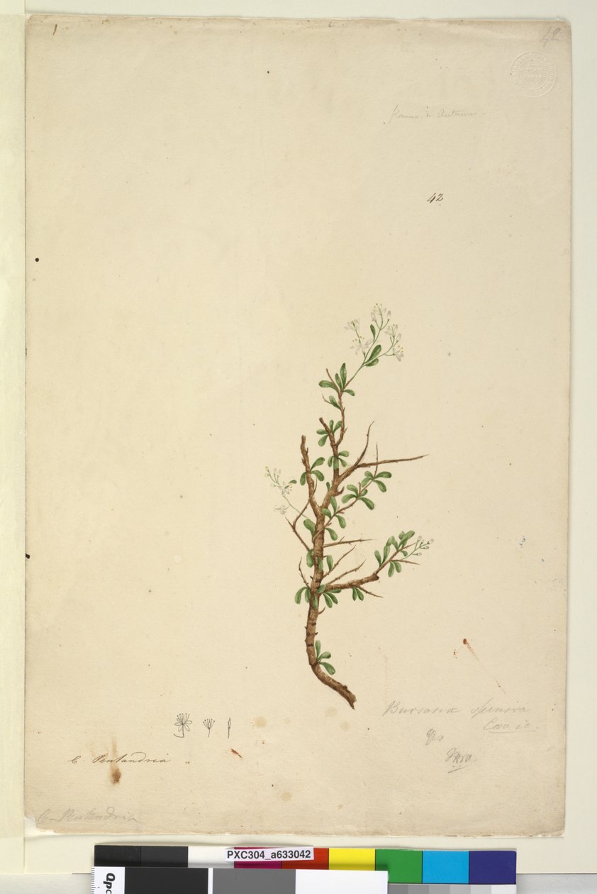 Side 42. Bursaria spinosa, ca. 1803-06 (wc, penn, blekk og blyant) av John William Lewin