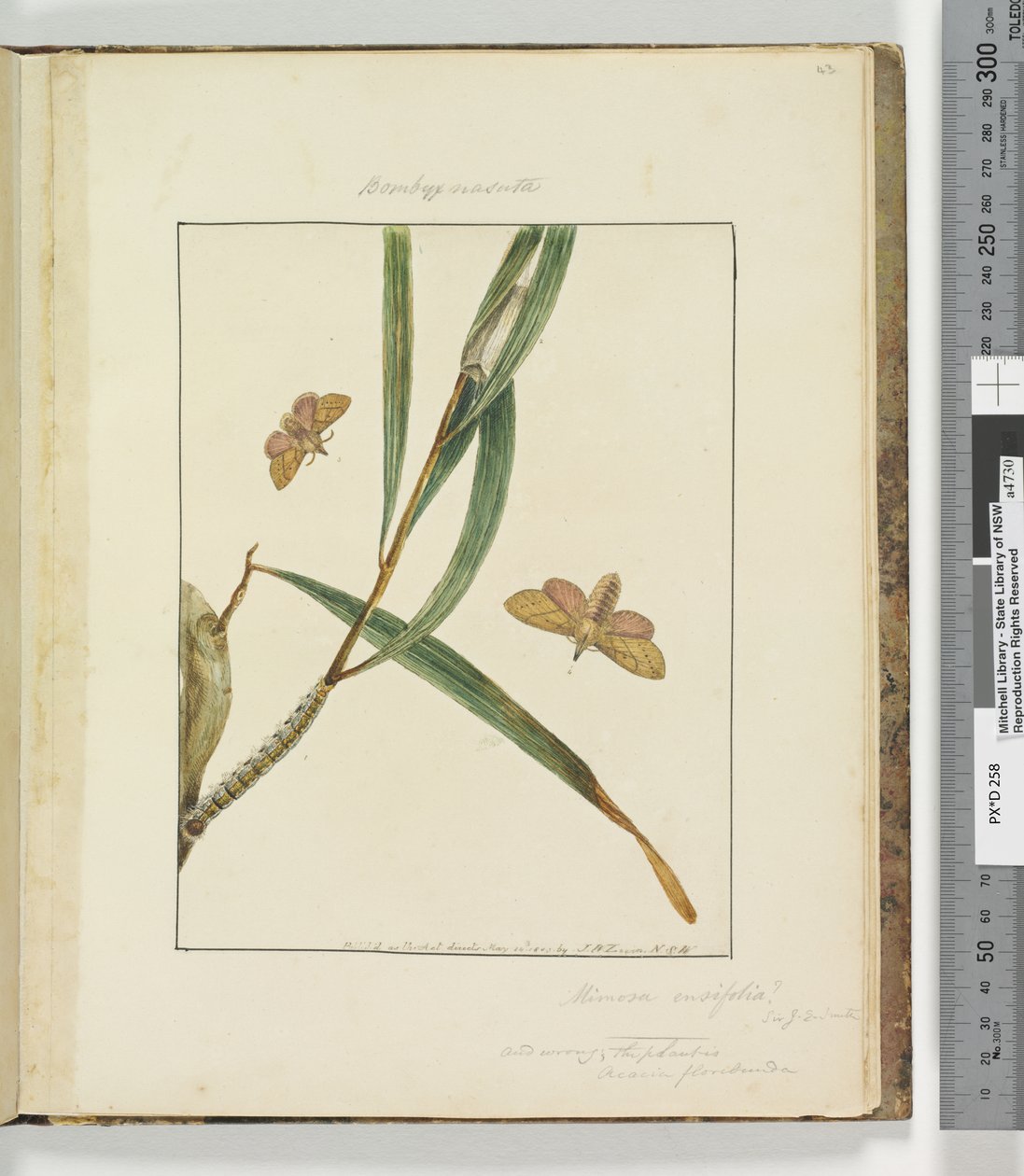 Side 43. Plate 11 Bombyx Nasuta, 1803-04 (håndfargede etsetrykk) av John William Lewin