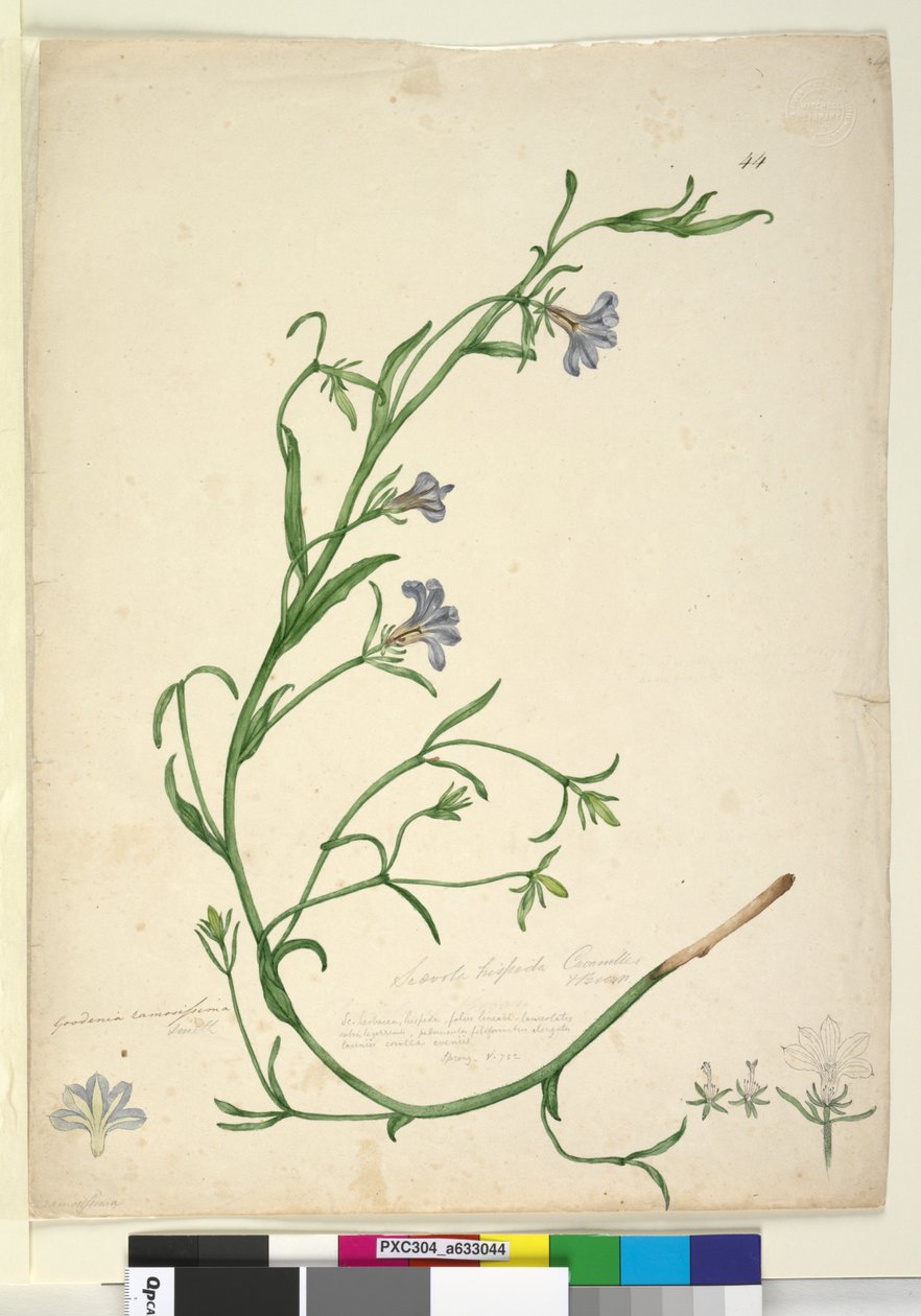 Side 44. Goodenia ramosissima, ca. 1803-06 (wc, penn, blekk og blyant) av John William Lewin