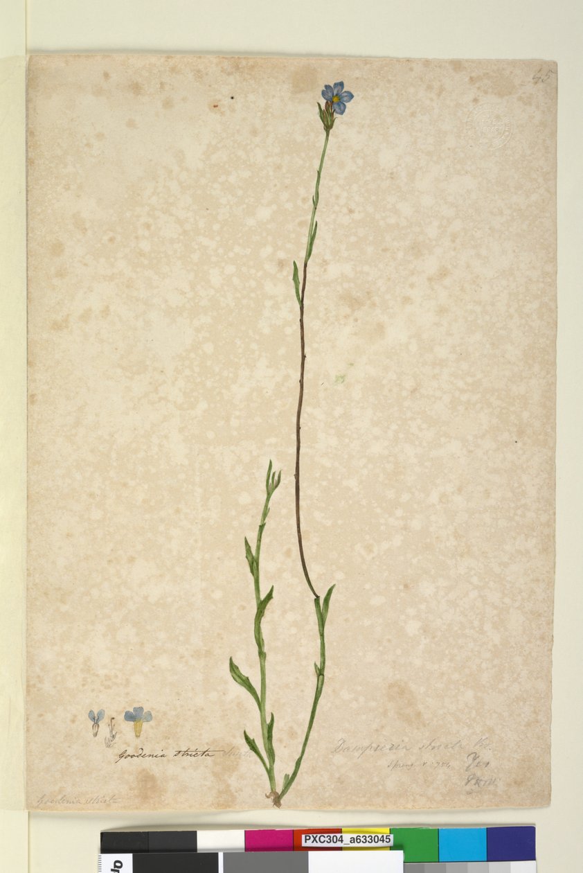 Side 45. Dampiera stricta, c.1803-06 (wc, penn, blekk og blyant) av John William Lewin