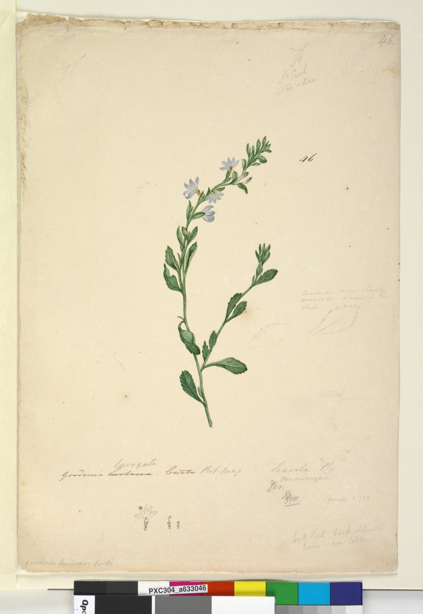Side 46. Goodenia laevigata, ca. 1803-06 (wc, penn, blekk og blyant) av John William Lewin