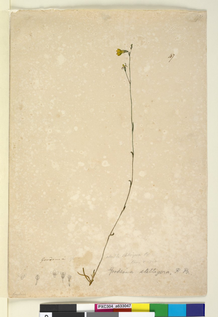 Side 47. Goodenia stelligera, ca. 1803-06 (wc, penn, blekk og blyant) av John William Lewin