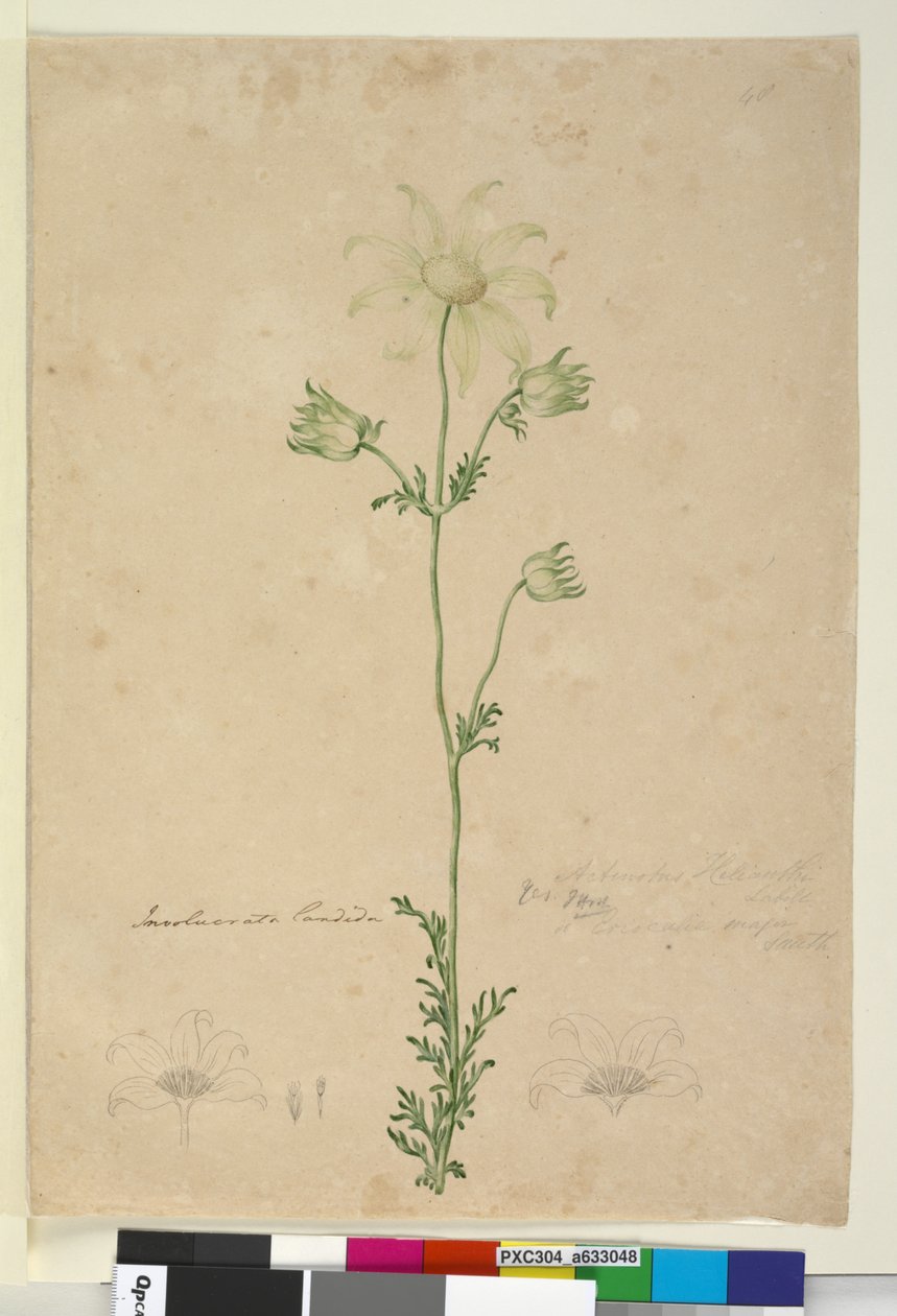 Side 48. Actinotus Helianthi, ca. 1803-06 (wc, penn, blekk og blyant) av John William Lewin