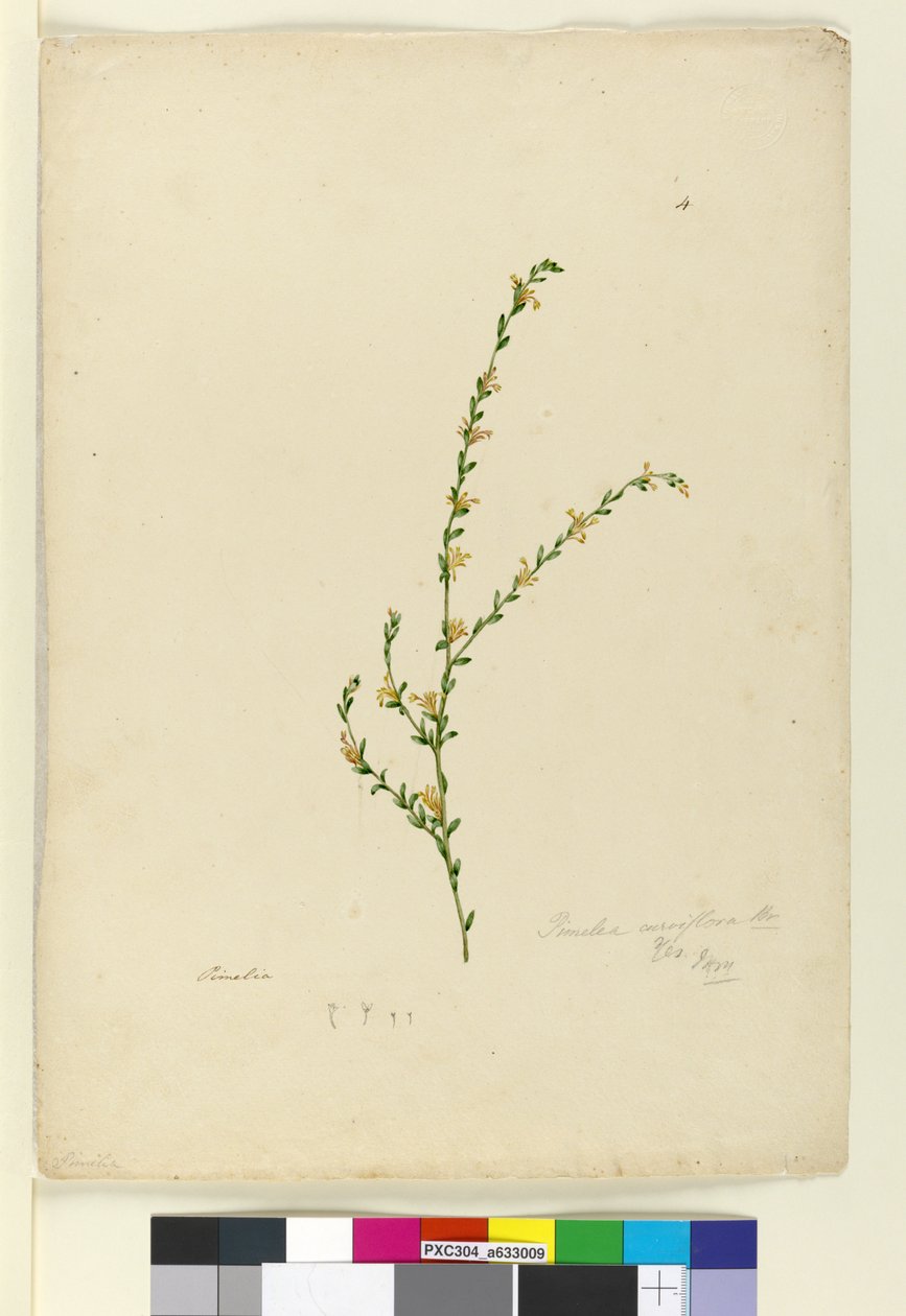 Side 4. Pimelea curviflora, ca. 1803-06 (wc, penn, blekk og blyant) av John William Lewin