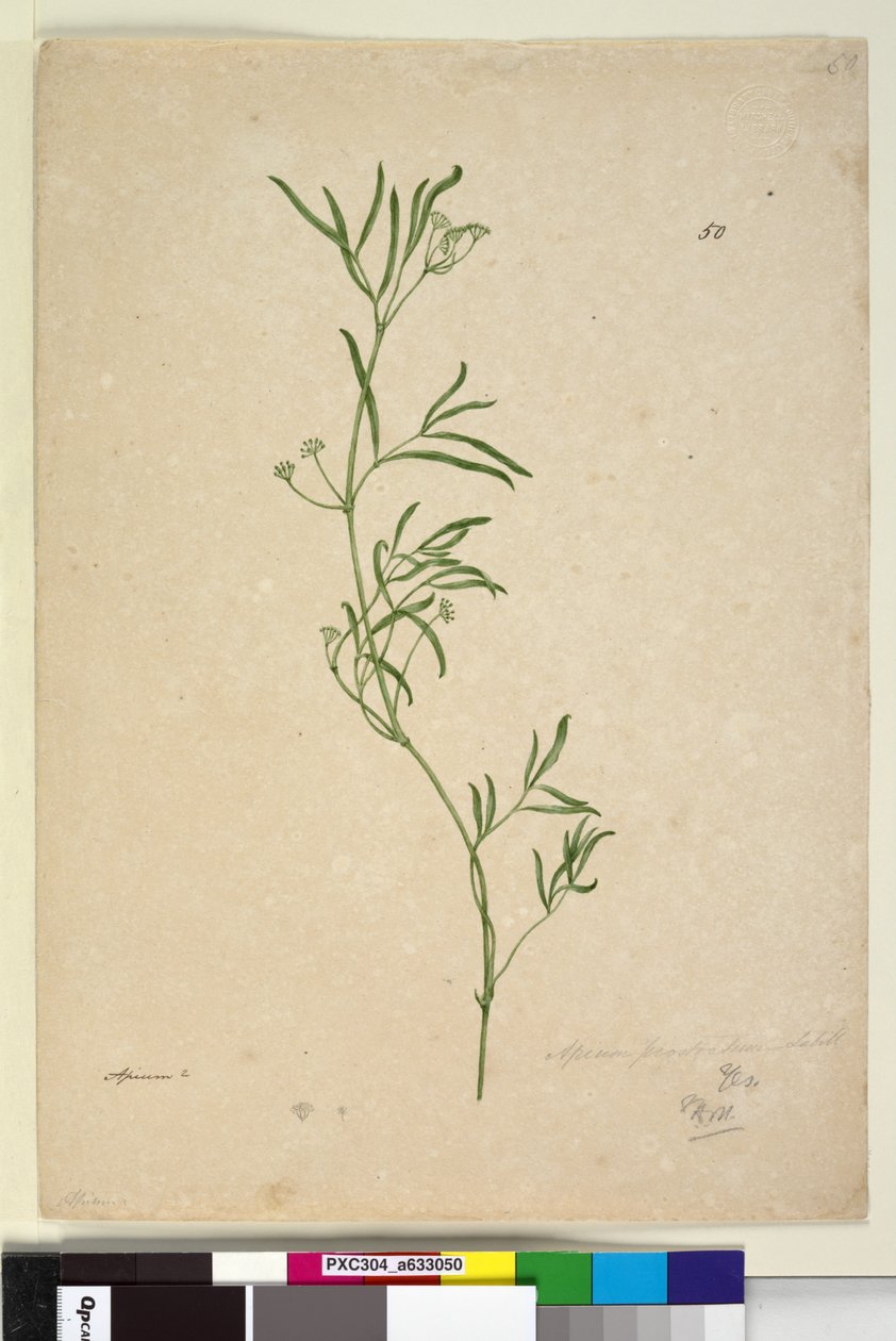 Side 50. Apium, ca. 1803-06 (wc, penn, blekk og blyant) av John William Lewin