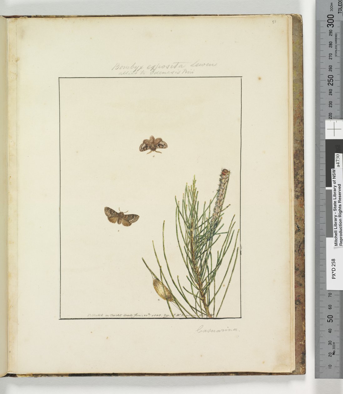 Side 51. Plate 13 Bombyx Exposita Lewin alliert med..., 1803-04 (håndfargede etsetrykk) av John William Lewin