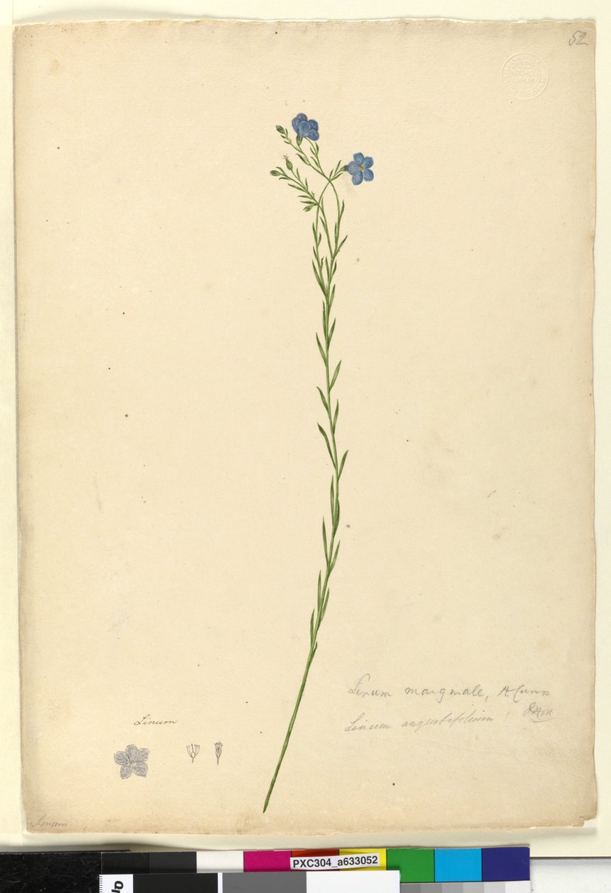 Side 52. Linum marginale, ca. 1803-06 (wc, penn, blekk og blyant) av John William Lewin
