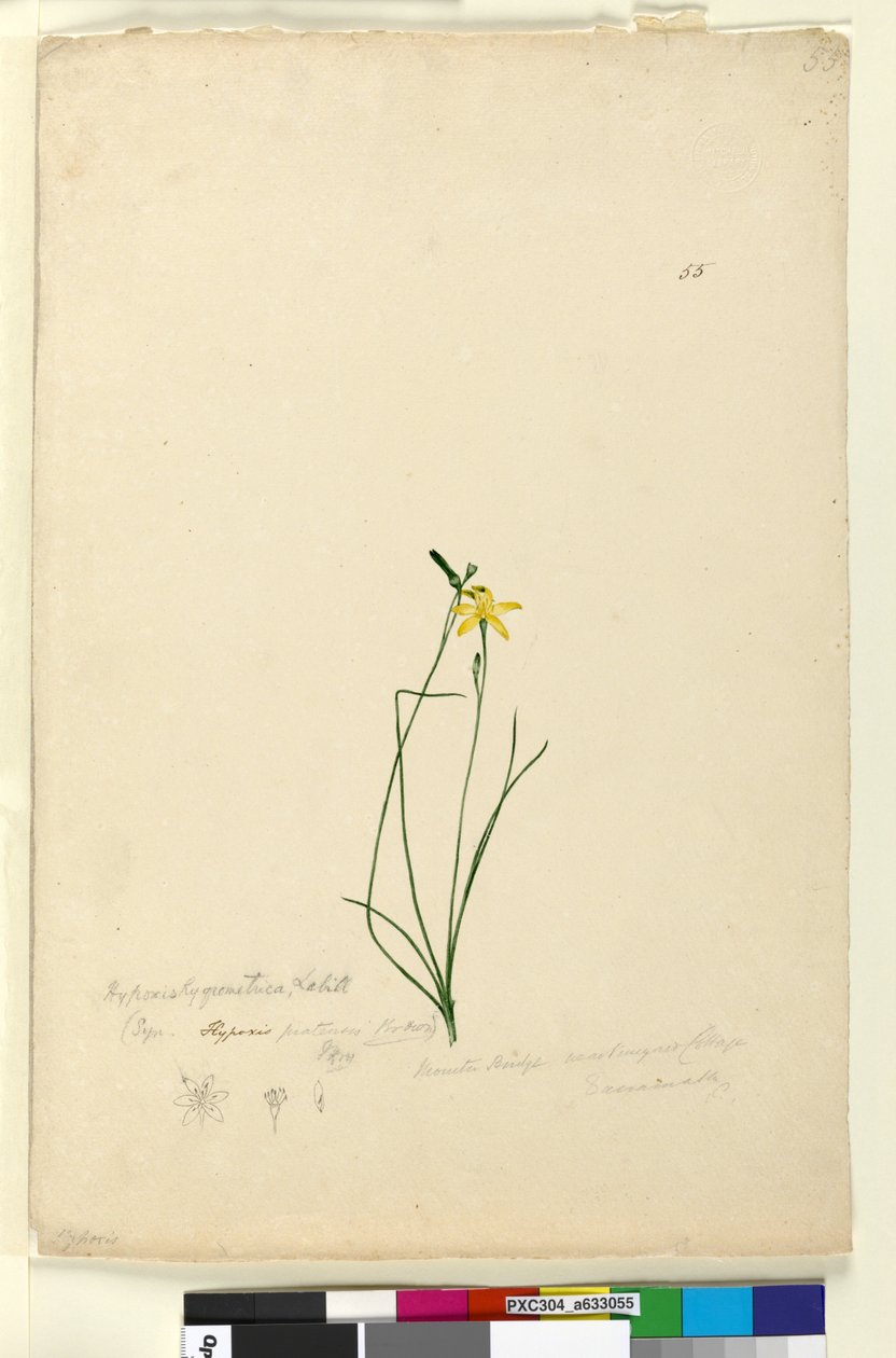Side 55. Hypoxis hygrometrica, ca. 1803-06 (wc, penn, blekk og blyant) av John William Lewin