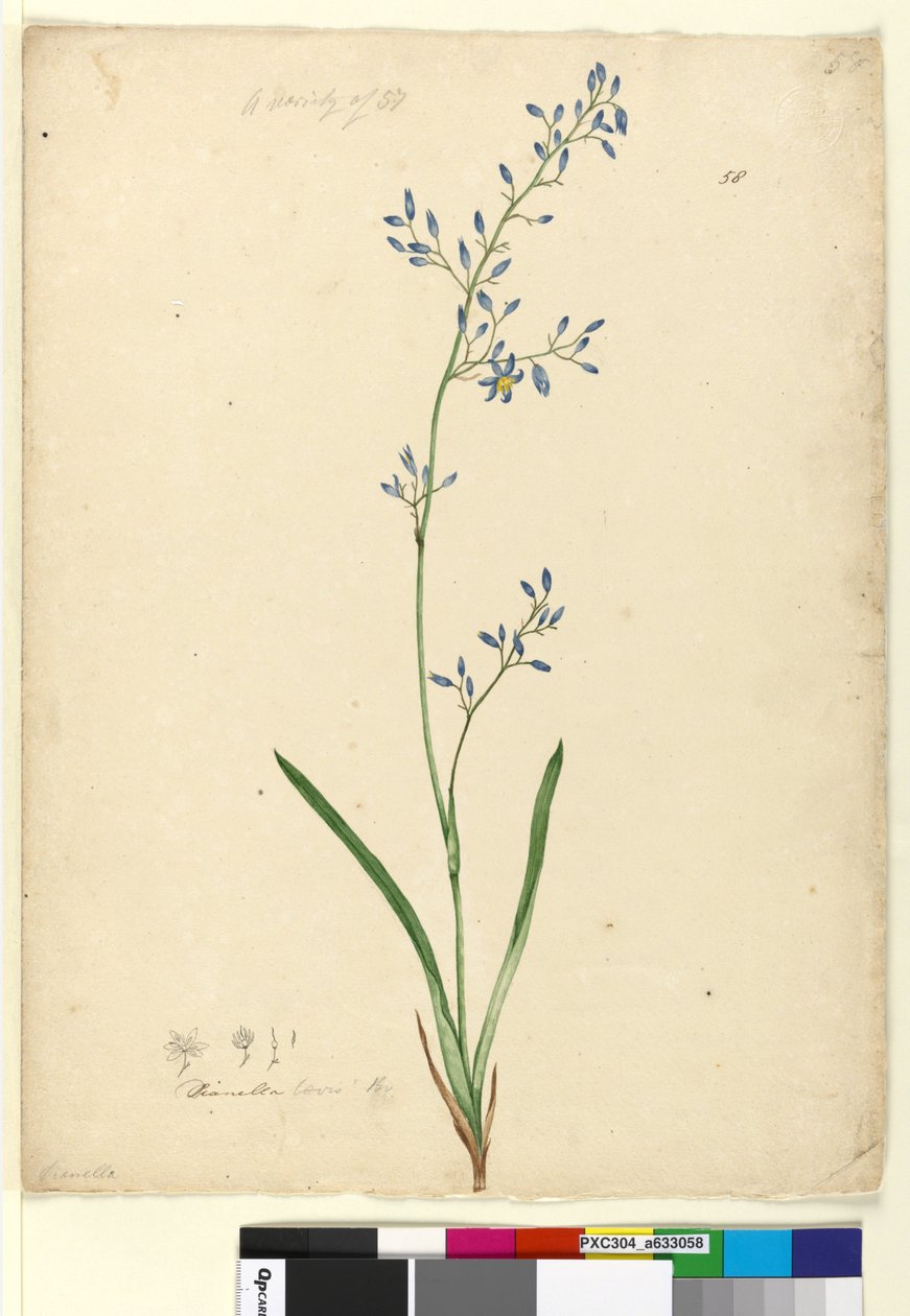 Side 58. Dianella levis, ca. 1803-06 (wc, penn, blekk og blyant) av John William Lewin