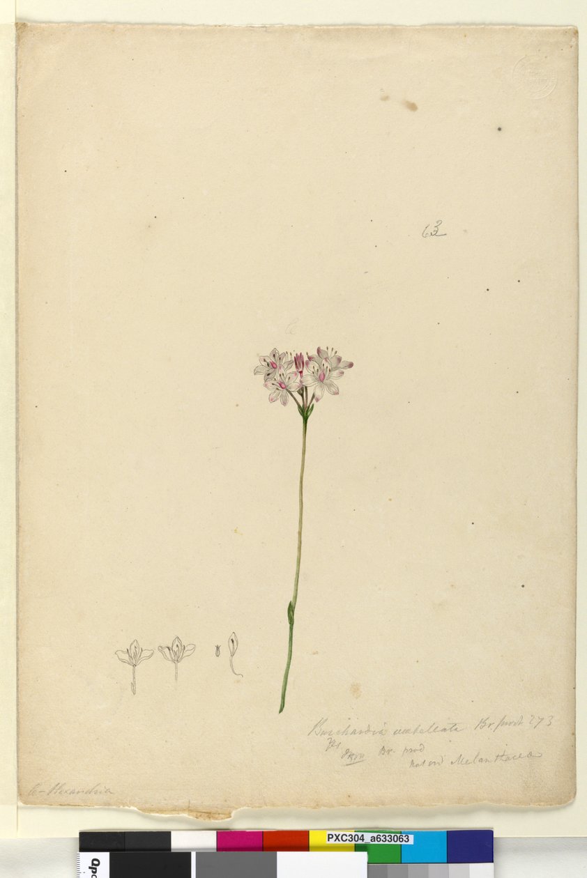 Side 63. Burchardia umbellata, ca. 1803-06 (wc, penn, blekk og blyant) av John William Lewin