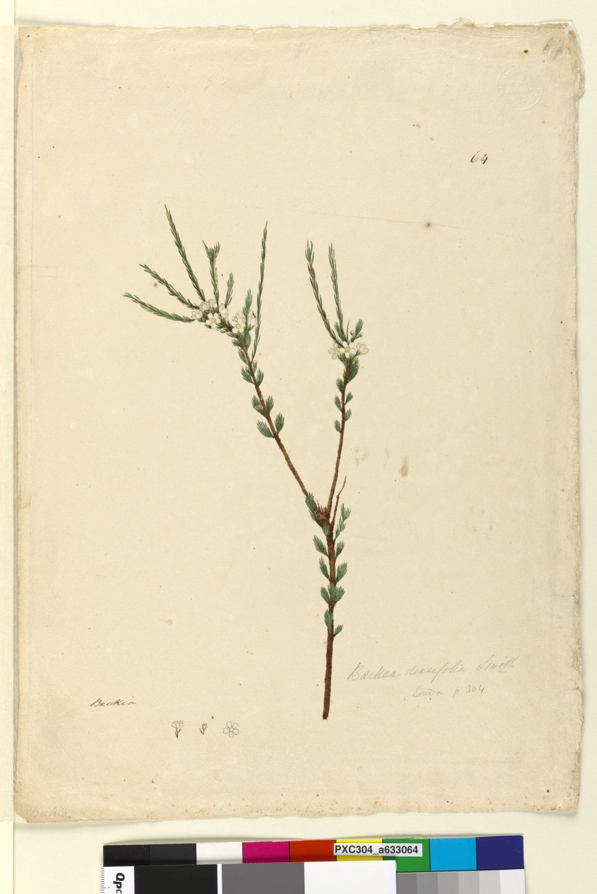 Side 64. Baeckea densifolia, ca. 1803-06 (wc, penn, blekk og blyant) av John William Lewin