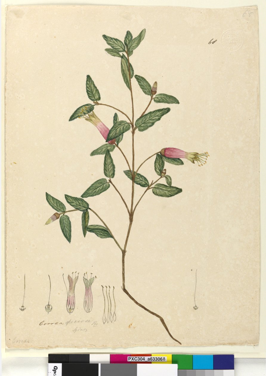 Side 68. Correa speciosa, c.1803-06 (wc, penn, blekk og blyant) av John William Lewin