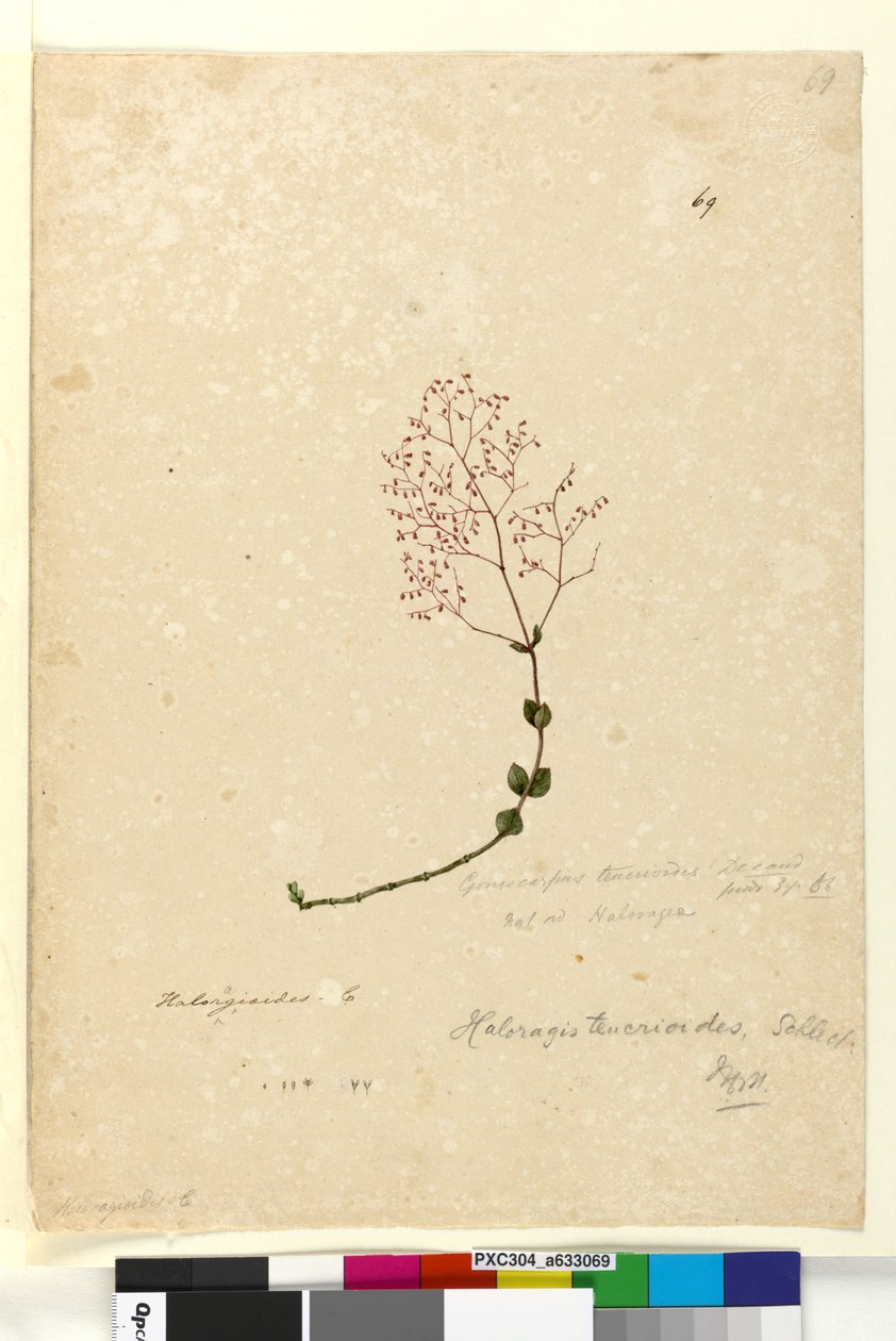 Side 69. Gonocarpus teucrioides, ca. 1803-06 (wc, penn, blekk og blyant) av John William Lewin