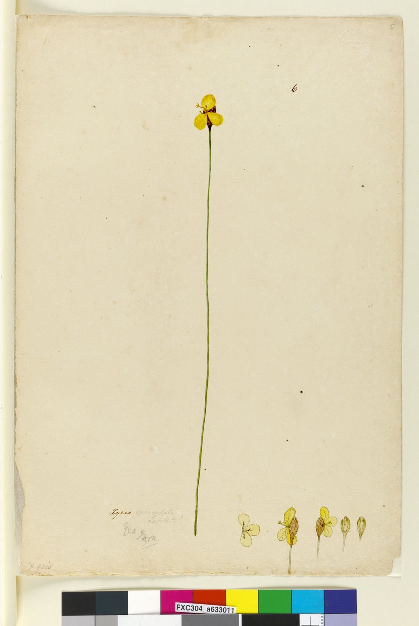 Side 6. Xyris operculata, ca. 1803-06 (wc, penn, blekk og blyant) av John William Lewin
