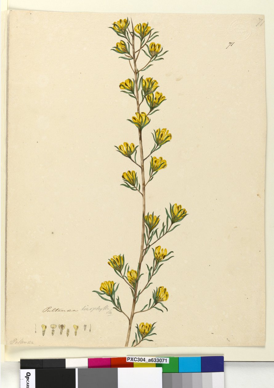 Side 71. Pultenaea linophylla, ca. 1803-06 (wc, penn, blekk og blyant) av John William Lewin