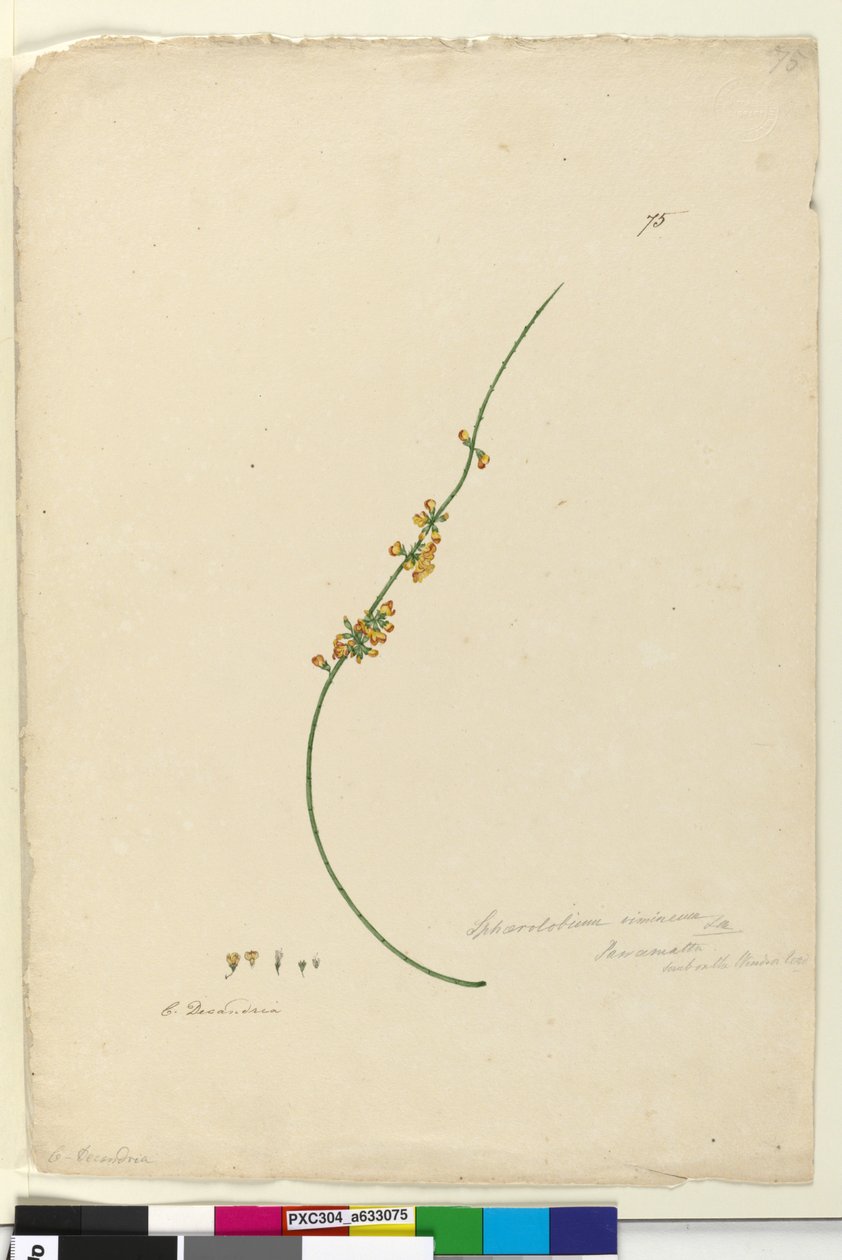 Side 75. Sphaerolobium vimineum, ca. 1803-06 (wc, penn, blekk og blyant) av John William Lewin