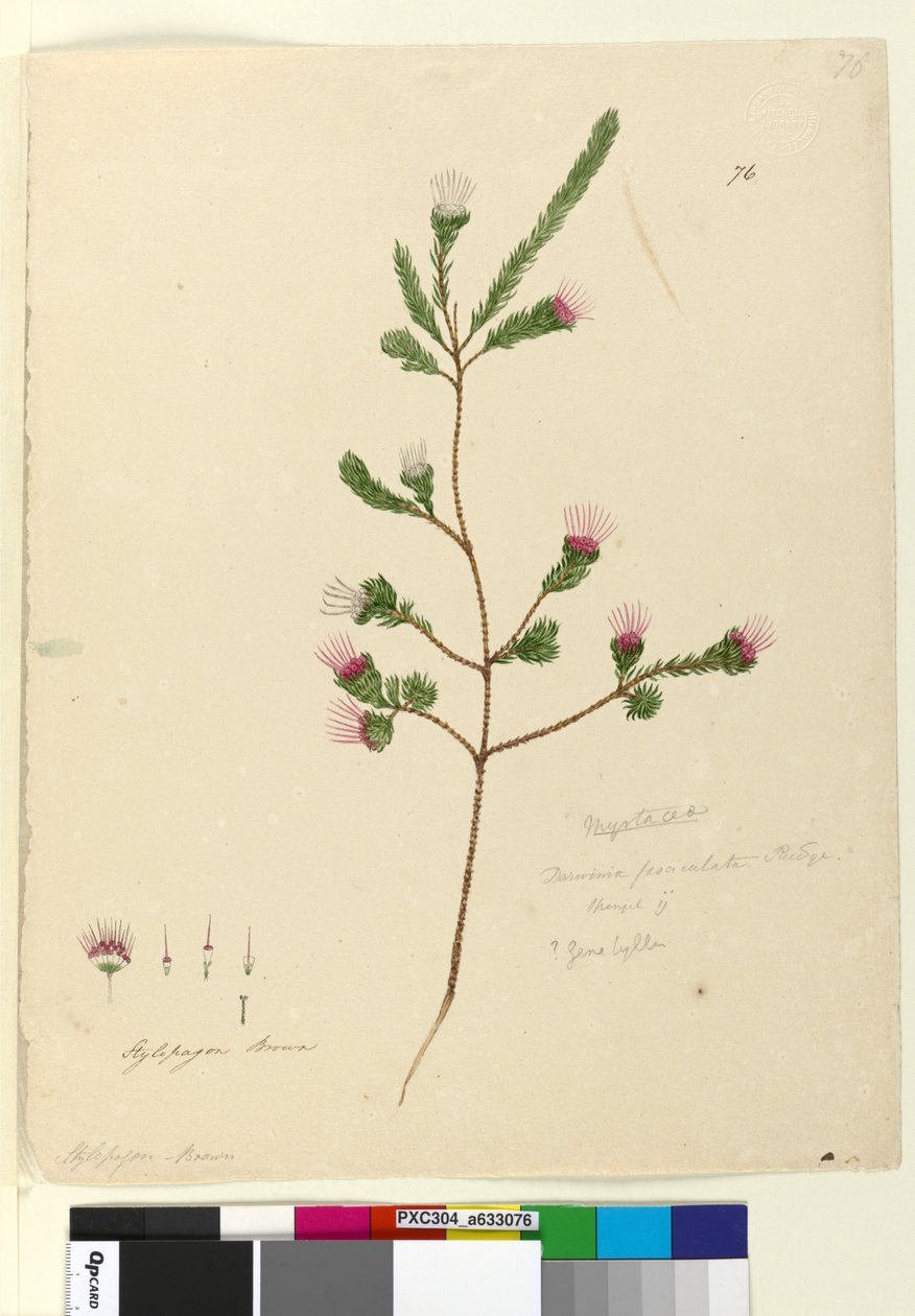 Side 76. Darwinia fascicularis, ca. 1803-06 (wc, penn, blekk og blyant) av John William Lewin