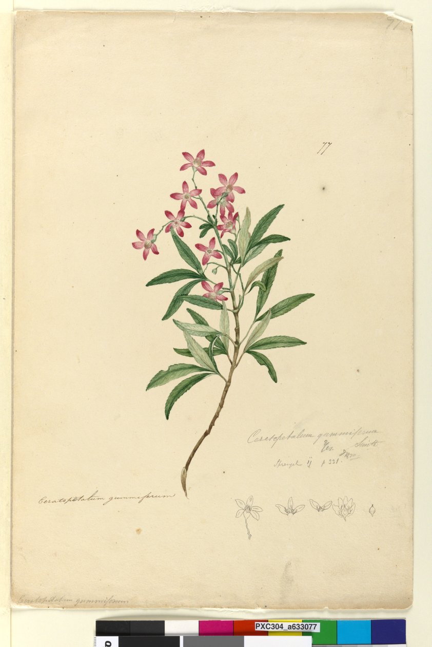Side 77. Ceratopetalum gummiferum, ca. 1803-06 (wc, penn, blekk og blyant) av John William Lewin