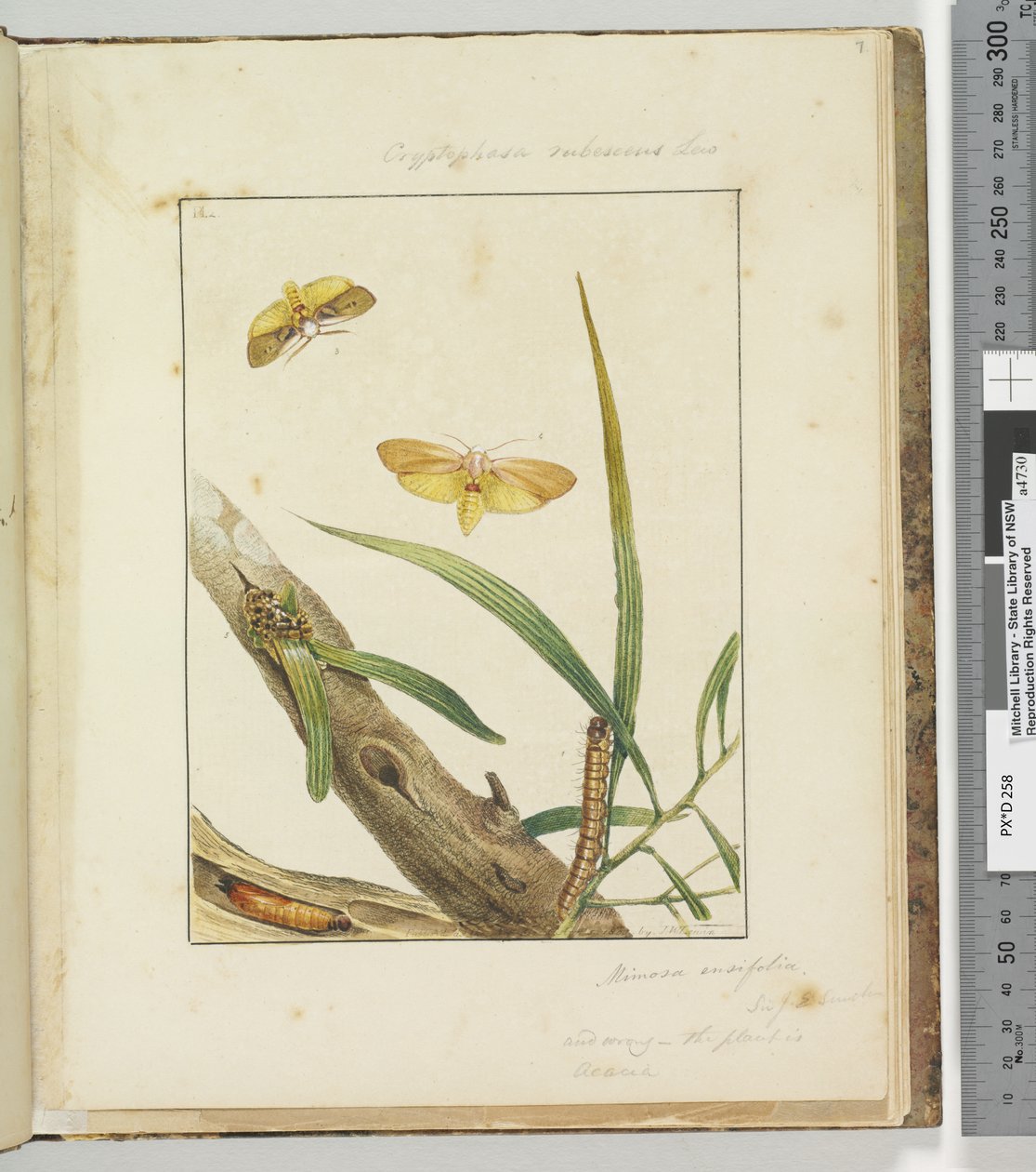 Side 7. Pl.2 Cryptophasa Rebescens Lew, 1803-04 (håndfargede etsetrykk) av John William Lewin