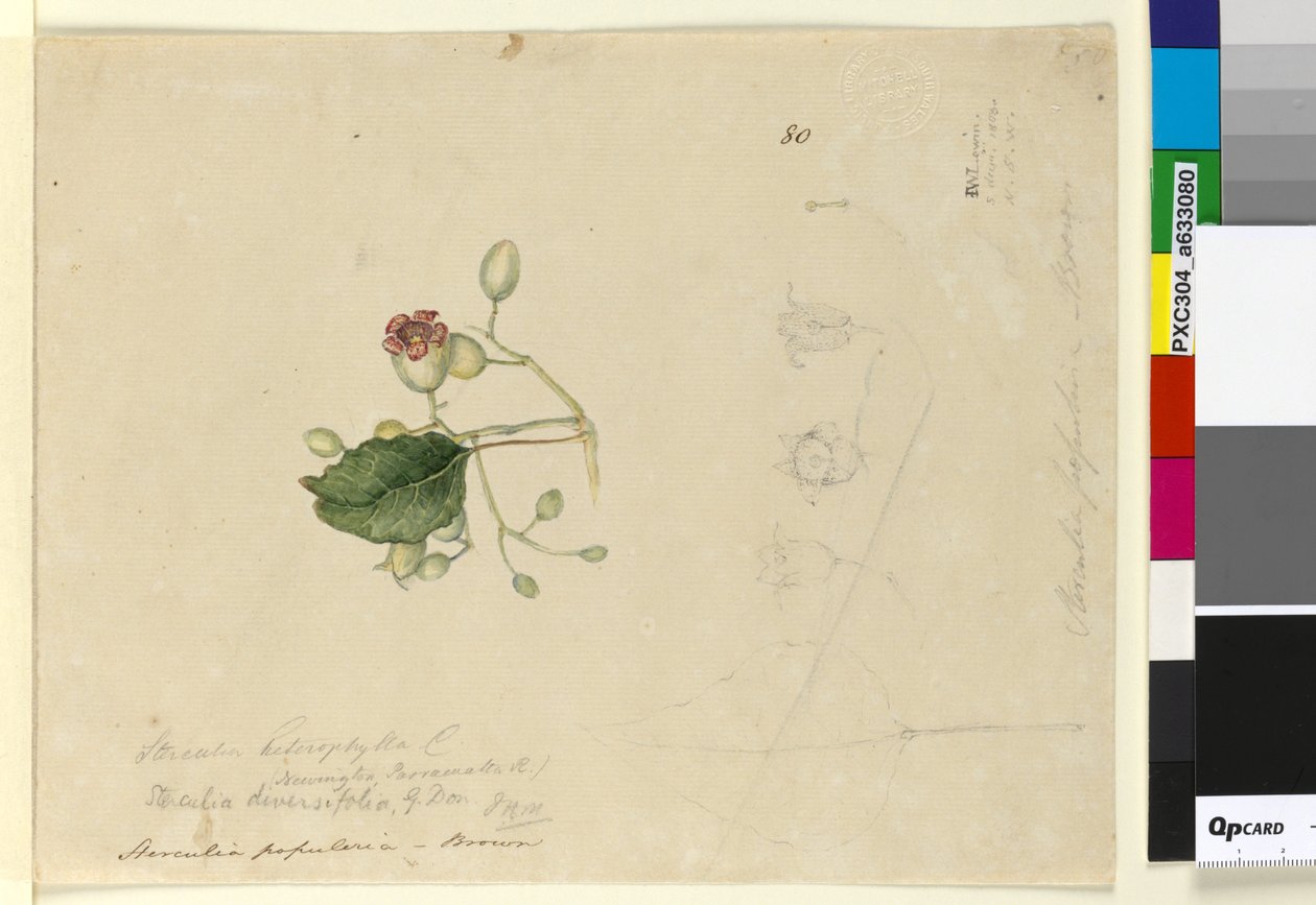 Side 80. Sterculia diversifolia, c.1803-06 (wc, penn, blekk og blyant) av John William Lewin