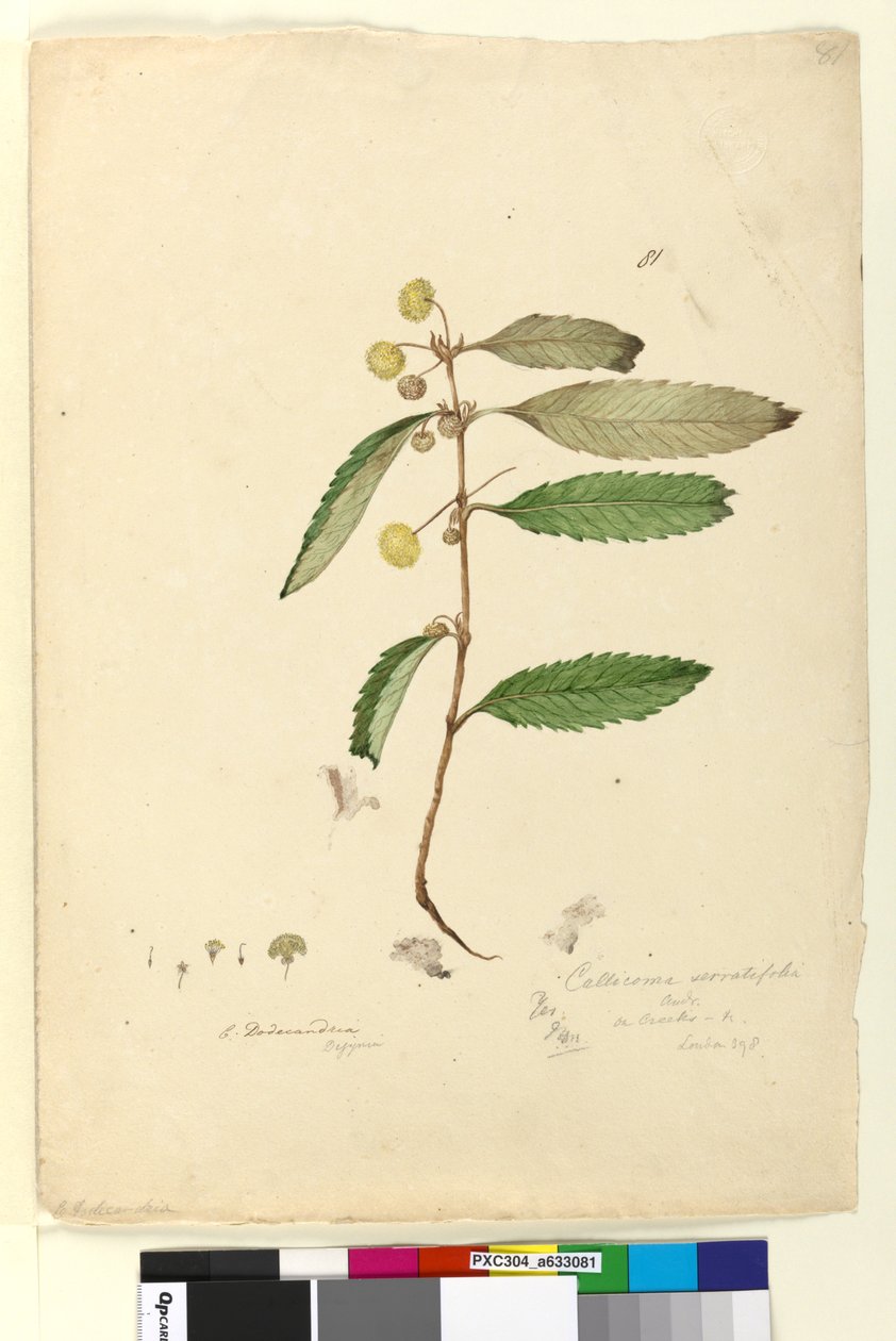 Side 81. Callicoma serratifolia, ca. 1803-06 (wc, penn, blekk og blyant) av John William Lewin