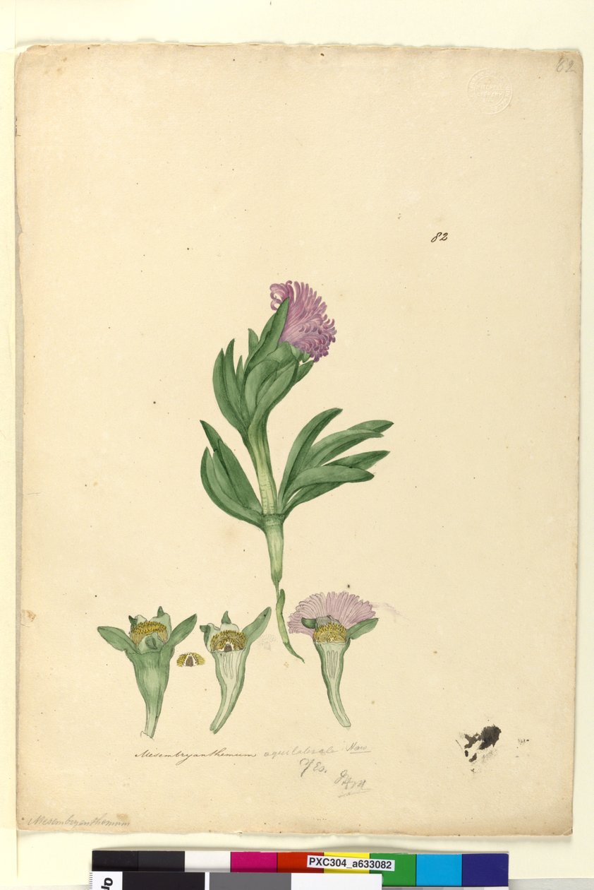 Side 82. Mesembryanthemum aequilaterale, ca. 1803-06 (wc, penn, blekk og blyant) av John William Lewin