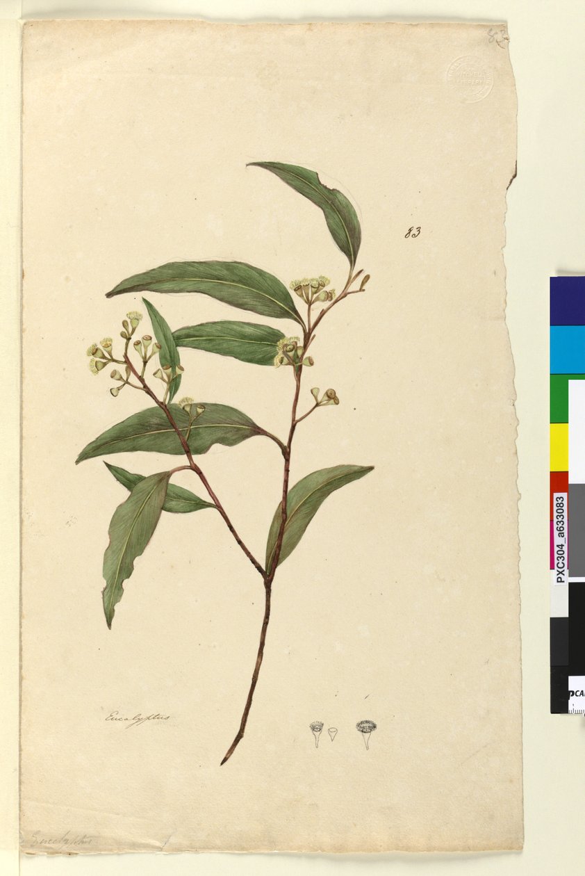 Side 83. Eucalyptus, ca. 1803-06 (wc, penn, blekk og blyant) av John William Lewin