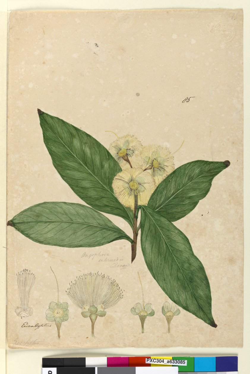 Side 85. Angophora intermedia, ca. 1803-06 (wc, penn, blekk og blyant) av John William Lewin
