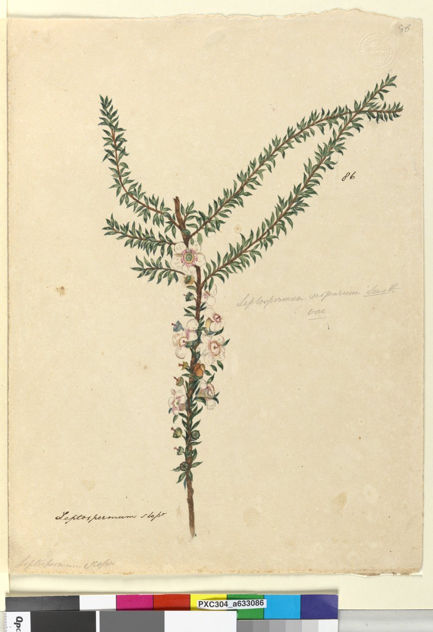 Side 86. Leptospermum scoparium, ca. 1803-06 (wc, penn, blekk og blyant) av John William Lewin