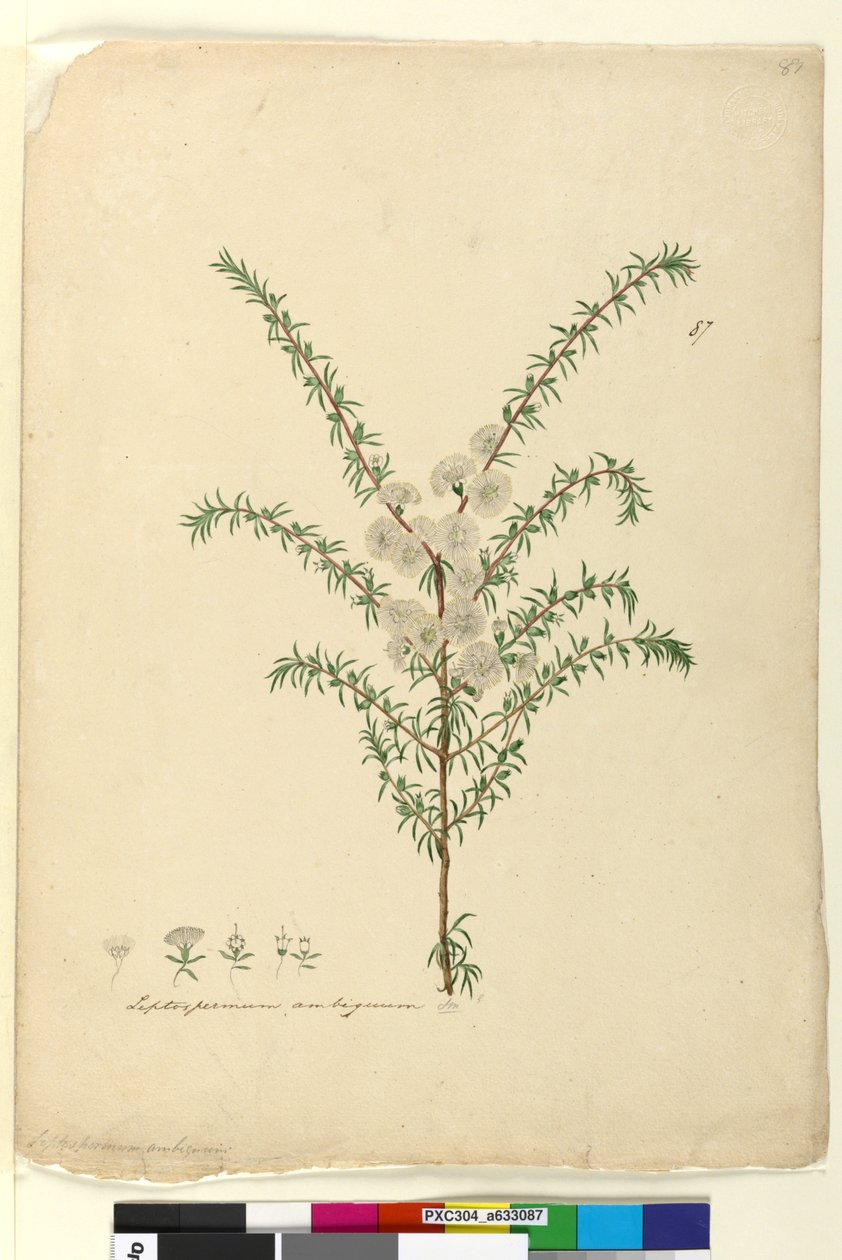 Side 87. Leptospermum ambiguum, ca. 1803-06 (wc, penn, blekk og blyant) av John William Lewin