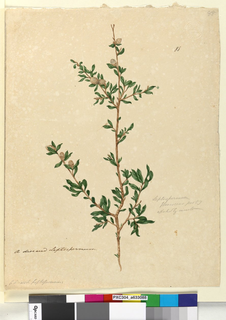 Side 88. Leptospermum flavescens, ca. 1803-06 (wc, penn, blekk og blyant) av John William Lewin